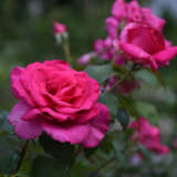 Rose Parole Roshprl - Garden Express Australia