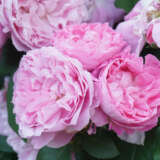 Rose Per Fyoom Perfume Rosmsppf - Garden Express Australia
