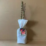 Rose Pink Panther Rose Pink Panther