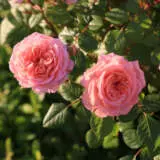 Rose Pink Panther Roshpip - Garden Express Australia