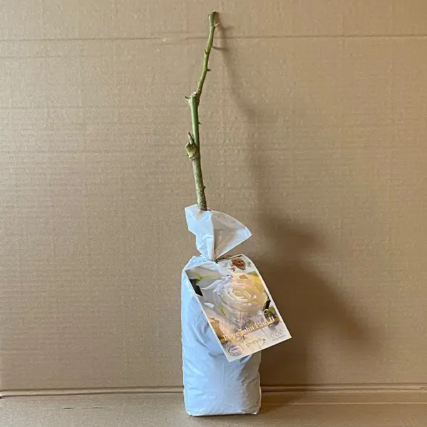 Rose Pope John Paul Ii (pbr) Rose Pope John Paul Ii (pbr)