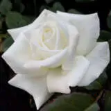 Rose Pope John Paul Ii Roshpjp - Garden Express Australia