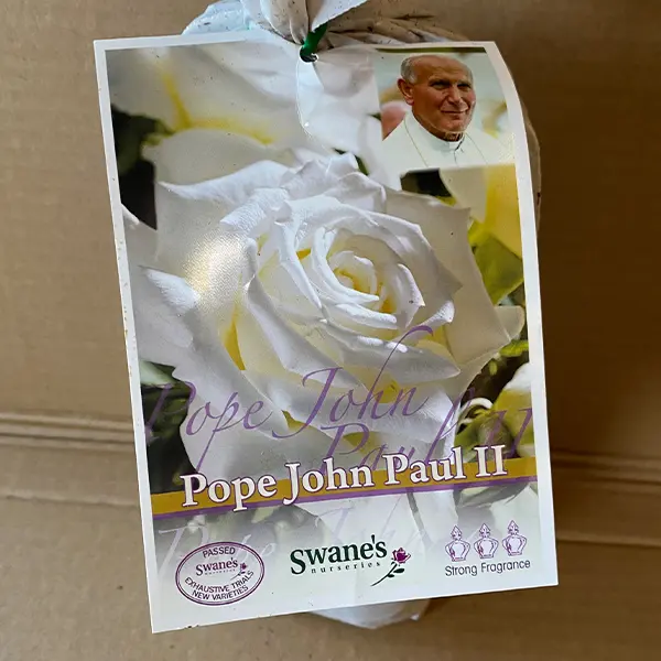 Rose Pope John Paul Ii (pbr) Rose Pope John Paul Ii (pbr)