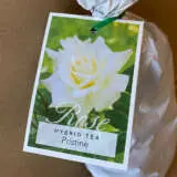 Rose Pristine Rose Pristine