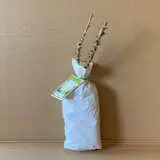 Rose Pristine Rose Pristine