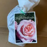 Rose Sightsaver Rose Sightsaver