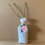 Rose Sightsaver Rose Sightsaver