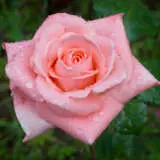 Rose Sonia Roshson - Garden Express Australia