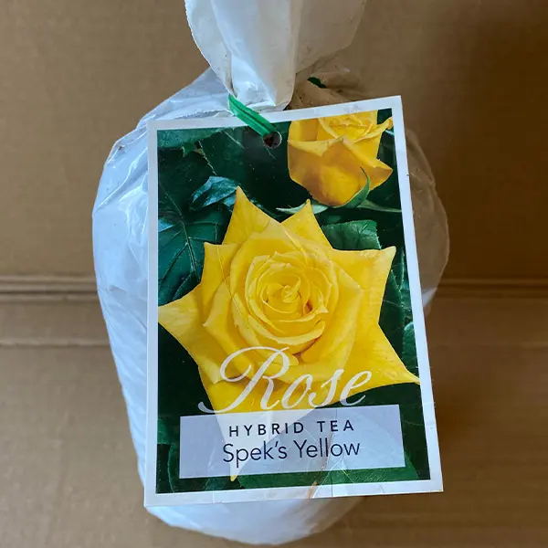 Rose Speks Yellow Rose Speks Yellow