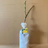 Rose Speks Yellow Rose Speks Yellow