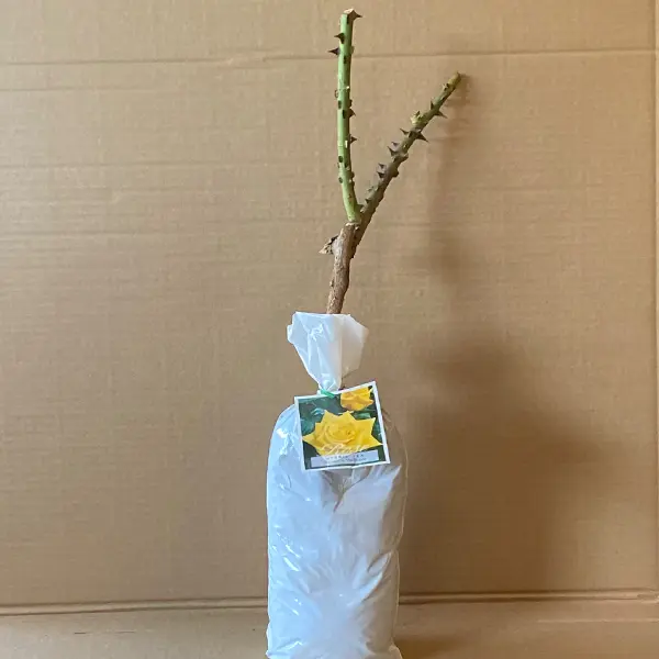 Rose Speks Yellow Rose Speks Yellow