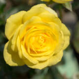 Rose Speks Yellow Roshsye - Garden Express Australia