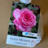 Rose Sweet Memory Rose Sweet Memory