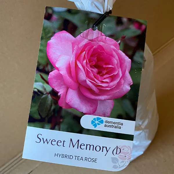 Rose Sweet Memory