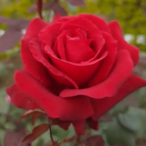 Rose Australian Bicentennial