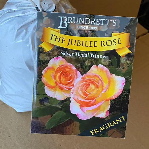 Rose The Jubilee Rose The Jubilee