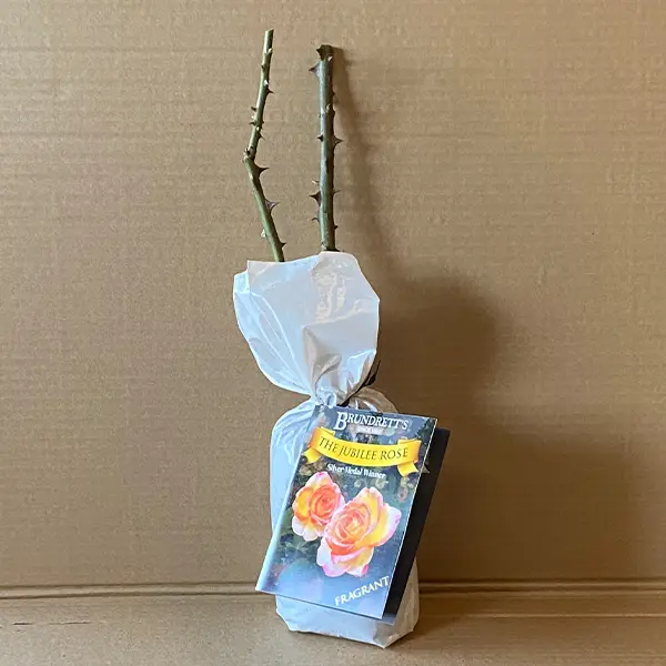 Rose The Jubilee Rose The Jubilee