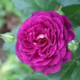 Rose Twilight Zone Rosftzo - Garden Express Australia