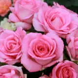 Rose Unconditional Love Roshulo - Garden Express Australia