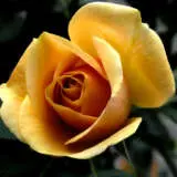 Rose Vienna Charm Roshvch - Garden Express Australia