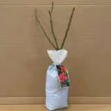 Rose Ballet Rose Ballet