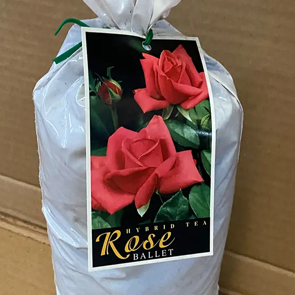 Rose Ballet Rose Ballet