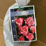 Rose Bewitched Rose Bewitched