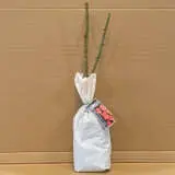 Rose Bewitched Rose Bewitched