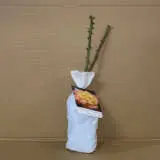 Rose Dame Elisabeth Murdoch (pbr) Rose Dame Elisabeth Murdoch (pbr)