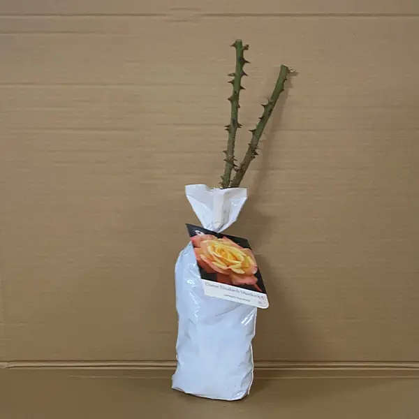 Rose Dame Elisabeth Murdoch (pbr)