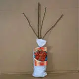 Rose Espresso Rose Espresso