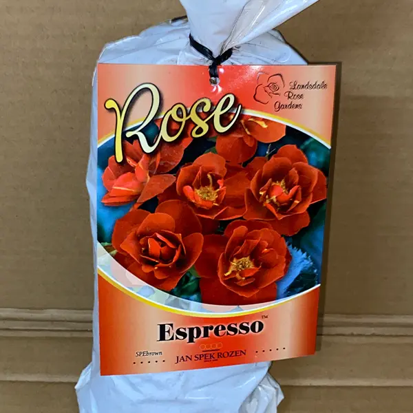 Rose Espresso