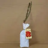 Rose Fionas Wish Rose Fionas Wish