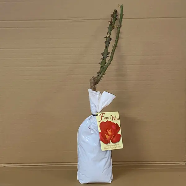Rose Fionas Wish