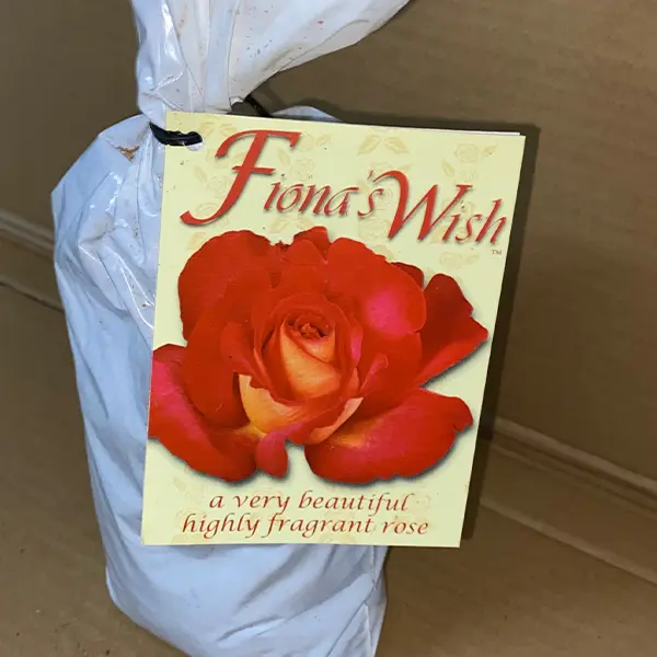 Rose Fionas Wish