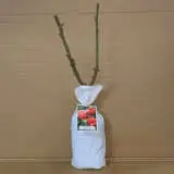 Rose Fragrant Cloud Rose Fragrant Cloud