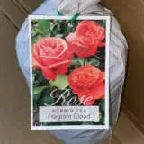 Rose Fragrant Cloud Rose Fragrant Cloud