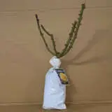 Rose Glorious Rose Glorious