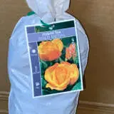 Rose Gold Medal Rose Gold Medal