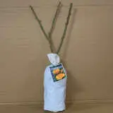 Rose Gold Medal Rose Gold Medal