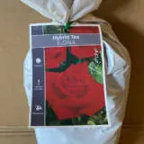 Rose Ilona Rose Ilona