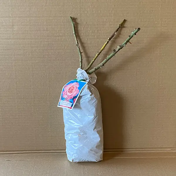 Rose Ita Buttrose Rose Ita Buttrose