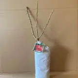 Rose Sonia Rose Sonia