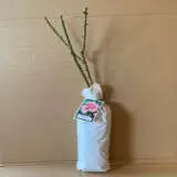 Rose Tiffany Rose Tiffany