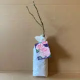 Rose Truly Yours Rose Truly Yours