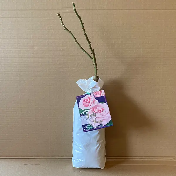 Rose Truly Yours Rose Truly Yours