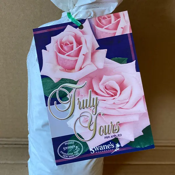 Rose Truly Yours Rose Truly Yours