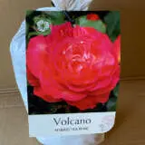 Rose Volcano Rose Volcano