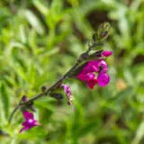 Salvia Merlot P75salmer - Garden Express Australia