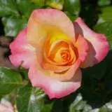 The Jubilee Rose Roshtju - Garden Express Australia